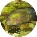 GRB Aquatics Avatar